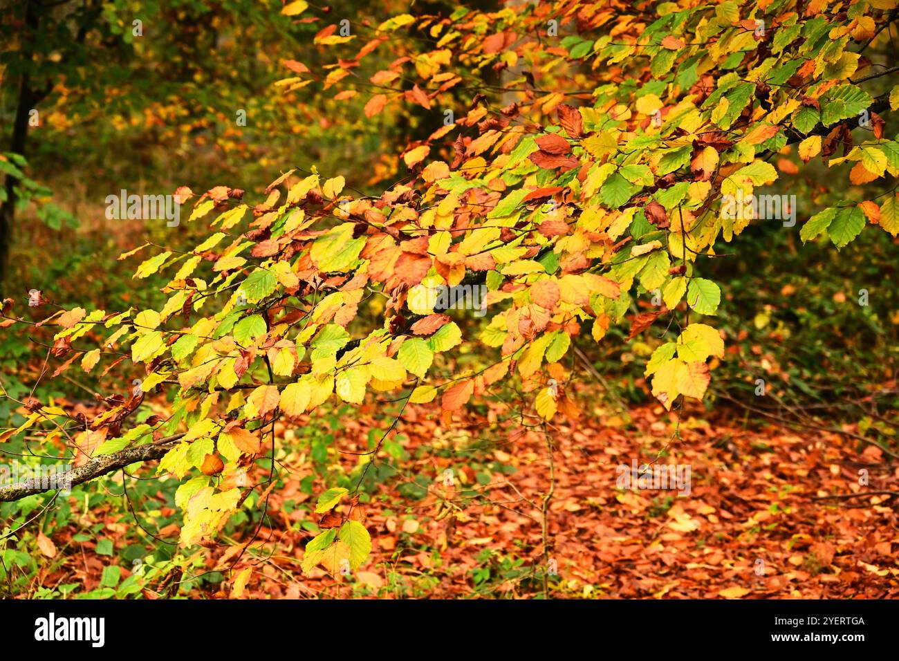 Colori e foglie autunnali nella foresta di Hatfield, in Inghilterra Foto Stock