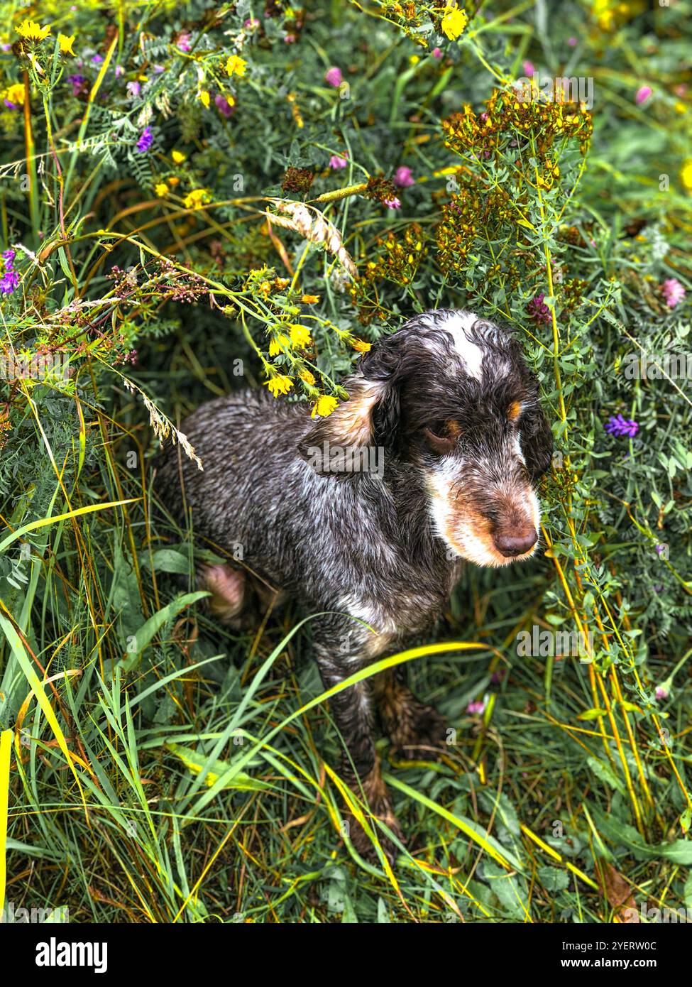 Cane da caccia sul cane da prato nel campo Foto Stock