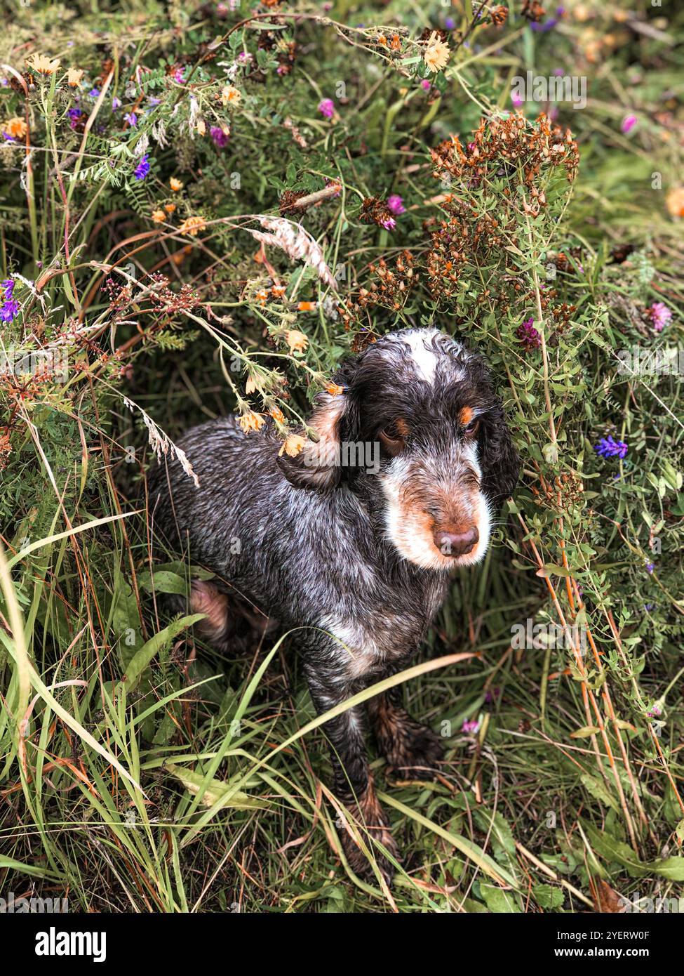 Cane da caccia sul cane da prato nel campo Foto Stock