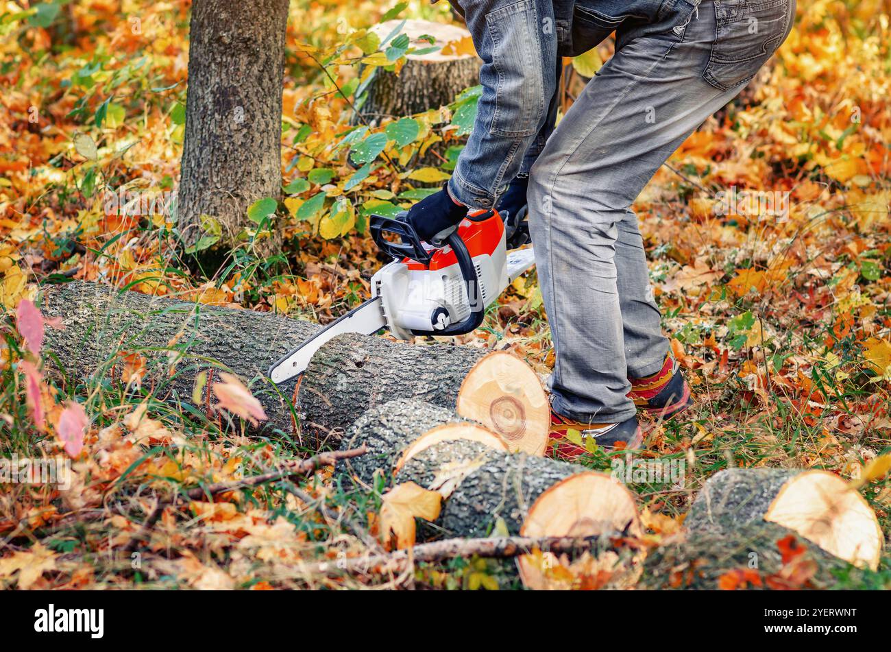 L'abbattitore per alberi utilizza una motosega per tagliare i tronchi per il carico e la spedizione. Bonifica stagionale della foresta. Autunno Foto Stock