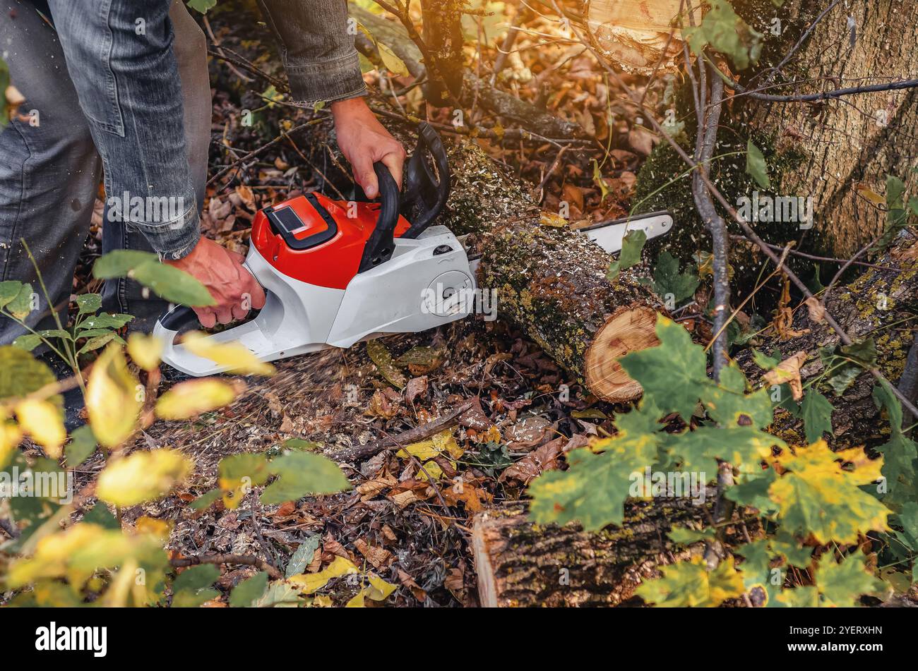 L'abbattitore per alberi utilizza una motosega per tagliare i tronchi per il carico e la spedizione. Bonifica stagionale della foresta. Autunno Foto Stock