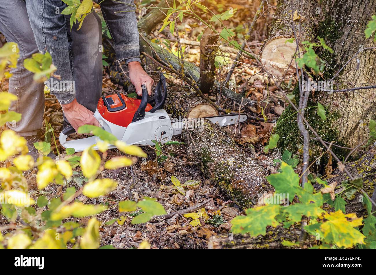 L'abbattitore per alberi utilizza una motosega per tagliare i tronchi per il carico e la spedizione. Bonifica stagionale della foresta. Autunno Foto Stock