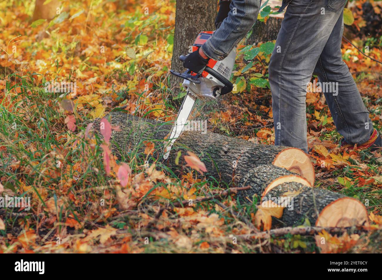 L'abbattitore per alberi utilizza una motosega per tagliare i tronchi per il carico e la spedizione. Bonifica stagionale della foresta. Autunno Foto Stock