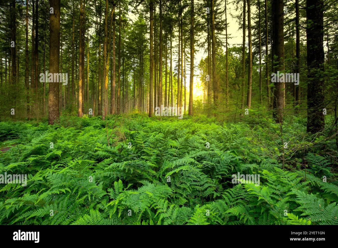Paesaggio Drents Foresta di abete Gasselterveld Foresta di Gieten-Borger all'alba con luce calda e sottopiantagione di Bracken, Pteridium aquilinum A. Foto Stock