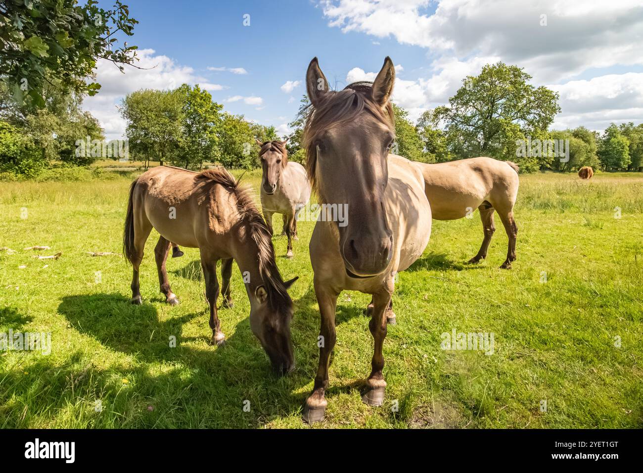 Una mandria di curiosi cavalli Konik in un prato verde fresco sull'Eexterveld, nella provincia olandese di Drenthe, durante una calda giornata di sole e nel backgroun Foto Stock