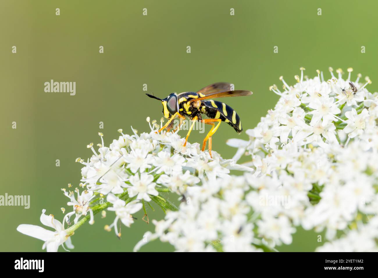 Macro primo piano di Wespawn maculato, Chrysotoxum festivum, addome nero con strisce gialle trasversali che si forgiano su fiori bianchi Common Hogweed, Heracleu Foto Stock
