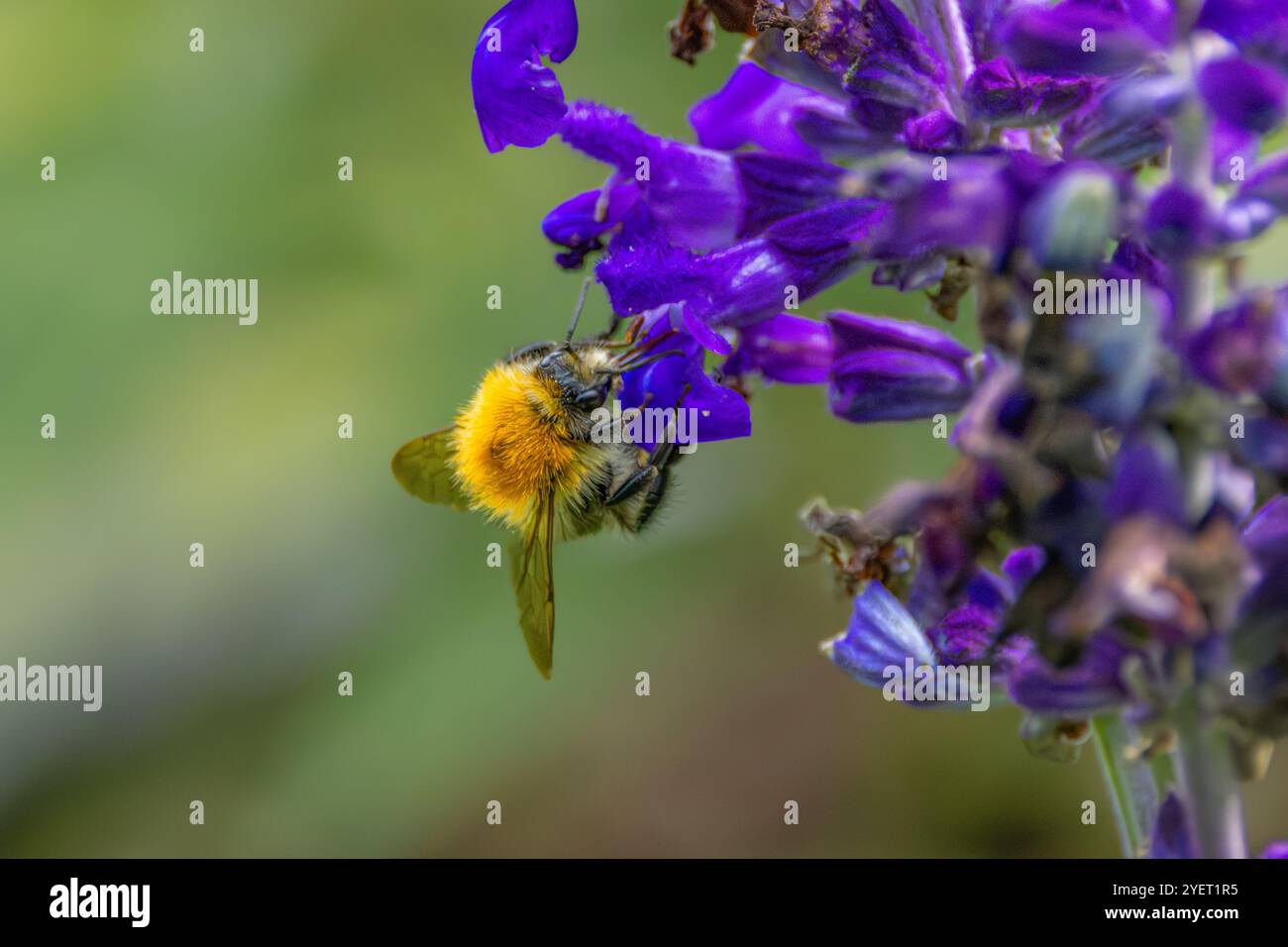 Primo piano di Salvia blu nebbioso, Salvia con bumblebee in avvicinamento, Bombus terrestri, con una lunga lingua chiaramente visibile e allungata contro sfocatura Foto Stock