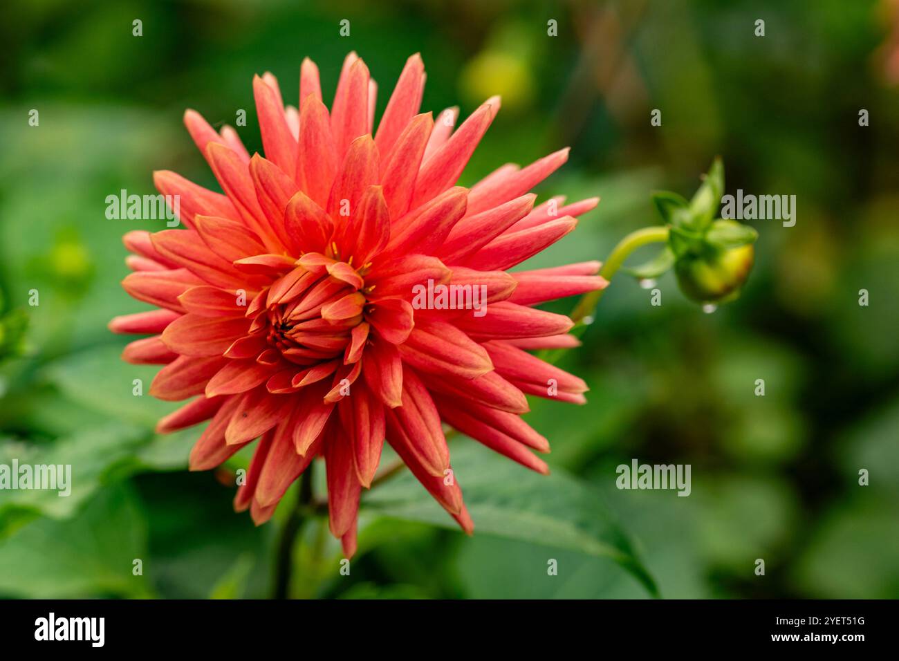 La bellissima Dahlia 'Josudi Hercules' fiorisce e gemma (con gocciolanti gocciolanti gocce di pioggia) in primo piano naturale. Legittimo, attraente, affidabile, originale, moody, Foto Stock