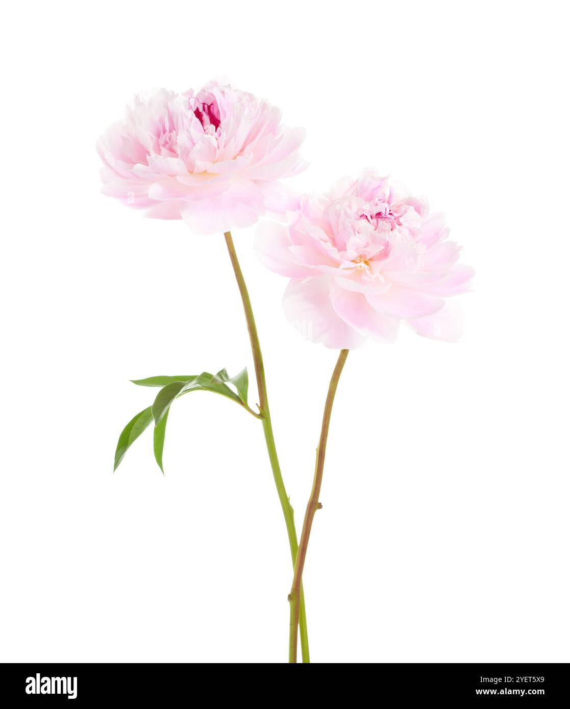 Due peonie rosa tenui isolate su sfondo bianco. Foto Stock