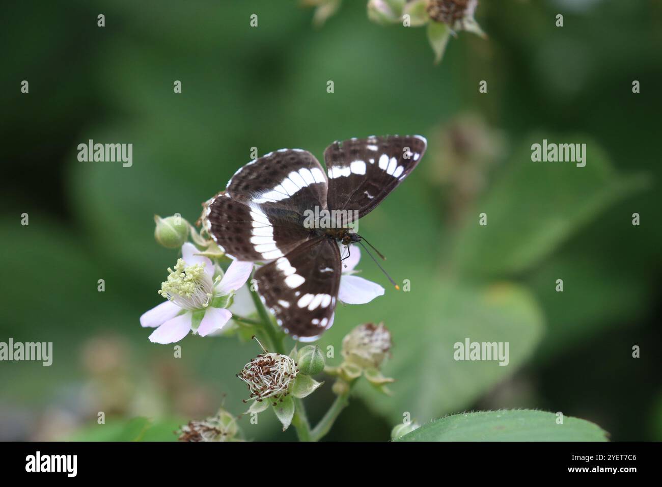 White Admiral Butterfly - Limenitis camilla Foto Stock