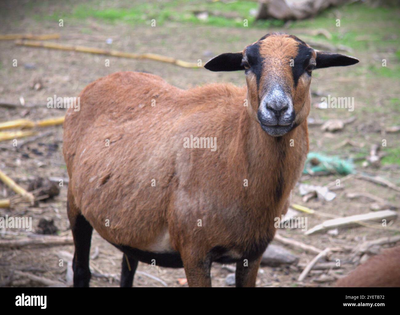 La pecora del Camerun o nano del Camerun è una razza camerunese di pecore domestiche Foto Stock