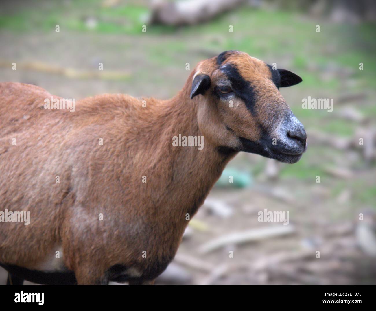 La pecora del Camerun o nano del Camerun è una razza camerunese di pecore domestiche Foto Stock