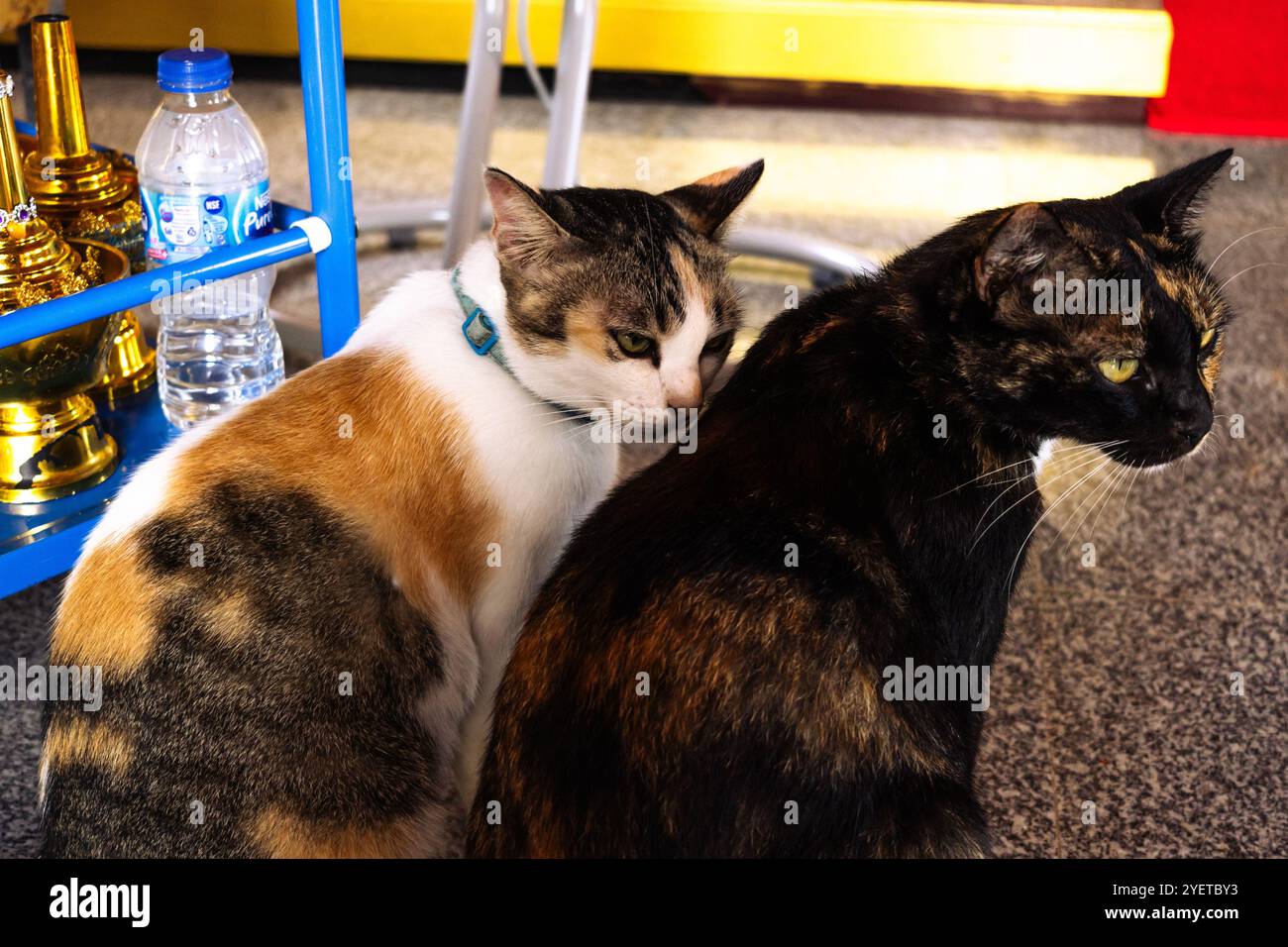 Due adorabili gatti, un calico e un guscio di tartaruga, seduti vicini all'interno. I gatti curiosi sono circondati da oggetti di uso quotidiano, creando un coz Foto Stock