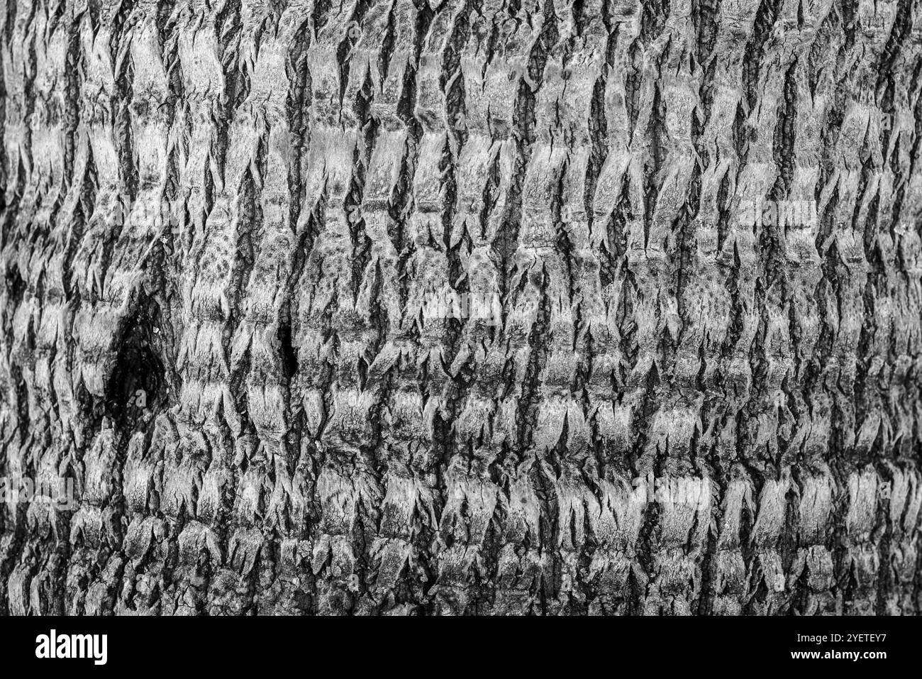 Dettaglio corteccia di palma - Uganda Foto Stock