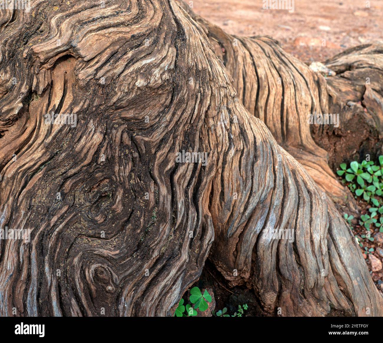 Dettagli e consistenza dell'antico albero di eucalipto a Wandegeya - Kampala Uganda Foto Stock