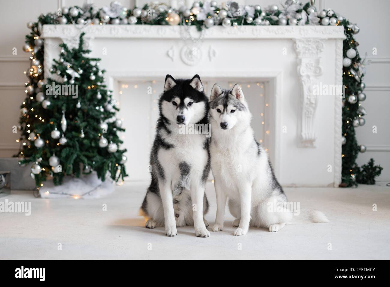 Due husky siberiani sono seduti accanto al caminetto la vigilia di Capodanno. Una ghirlanda sta bruciando, una vacanza. Cartolina. Studio fotografico. Natale, confezione regalo, Merry Foto Stock