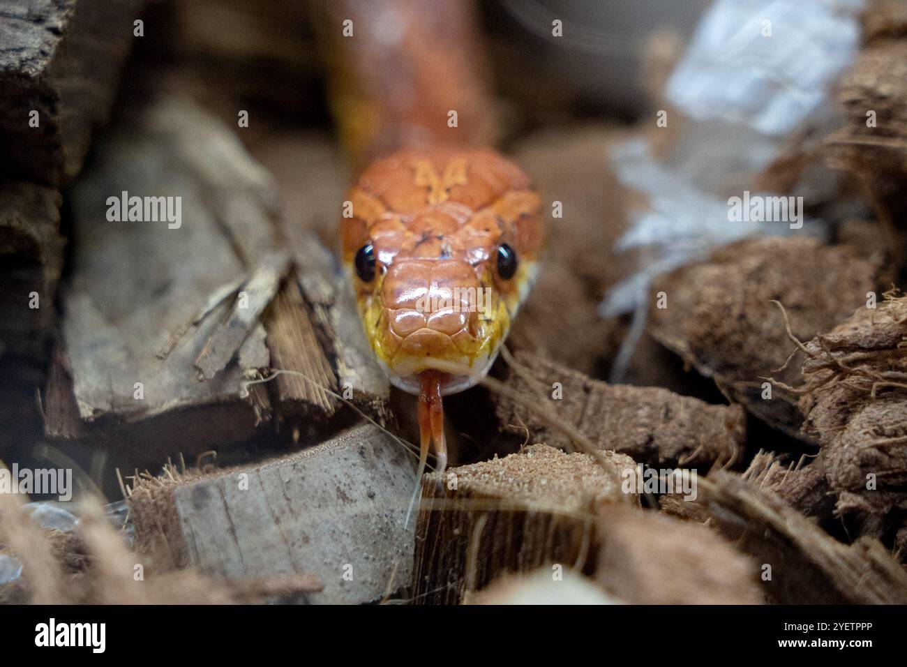 Ritratto di un serpente di mais Foto Stock