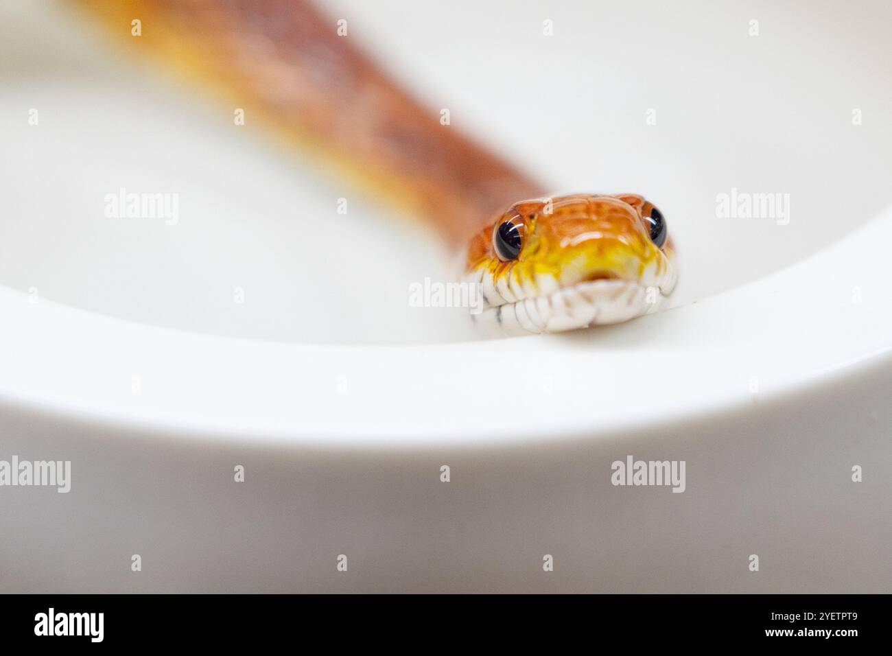 Ritratto di un serpente di mais Foto Stock