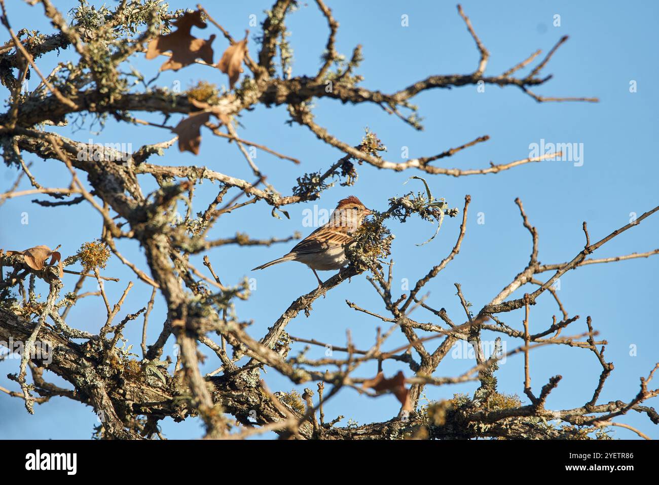 Passero scheggiato arroccato in quercia del Texas con sfondo di foglie d'arancio autunnale. Foto di alta qualità Foto Stock