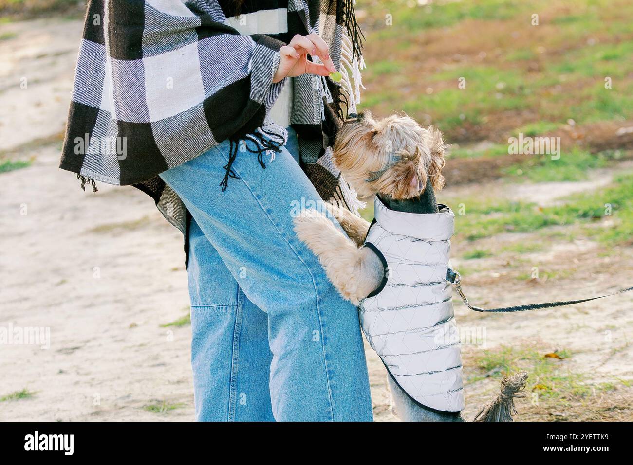 Un piccolo cane con una giacca bianca si staglia sulla gamba del suo padrone e cerca un regalo. Il proprietario, vestito con abiti casual, dà da mangiare al cane un pezzo di Foto Stock