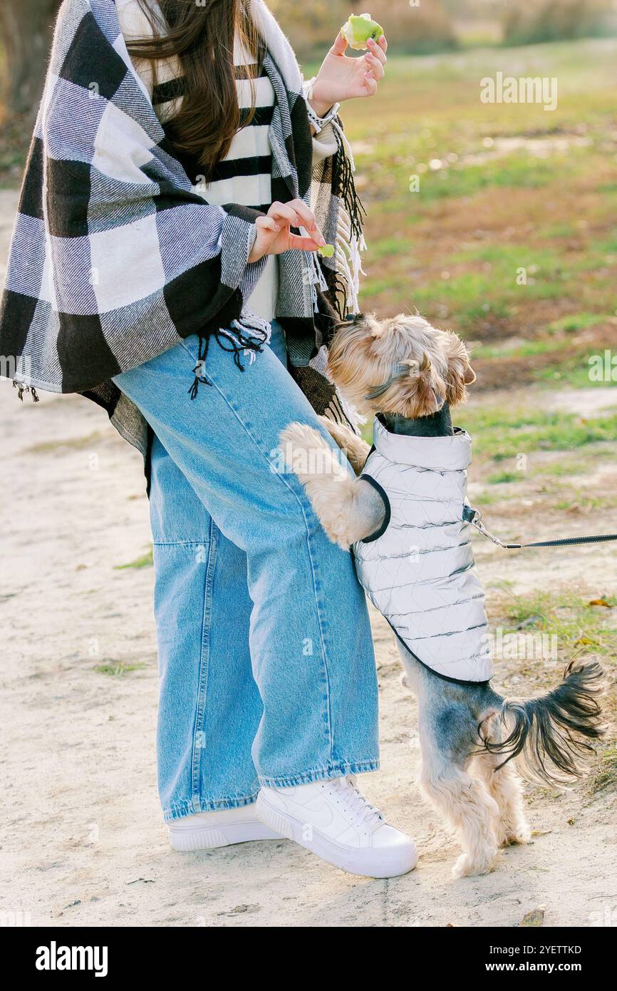 Un piccolo cane con una giacca bianca si staglia sulla gamba del suo padrone e cerca un regalo. Il proprietario, vestito con abiti casual, dà da mangiare al cane un pezzo di Foto Stock