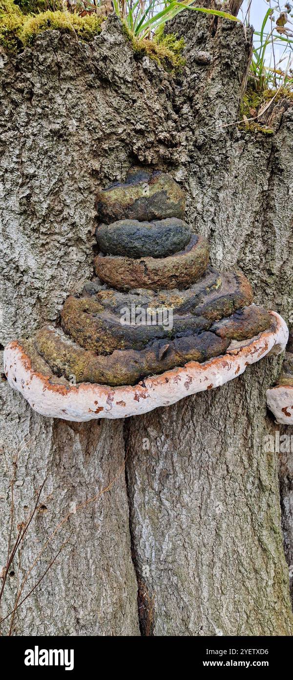 Fungo che cresce sugli alberi nel Peak District, Inghilterra nordoccidentale Foto Stock