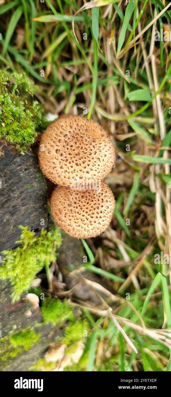 Fungo che cresce sugli alberi nel Peak District, Inghilterra nordoccidentale Foto Stock