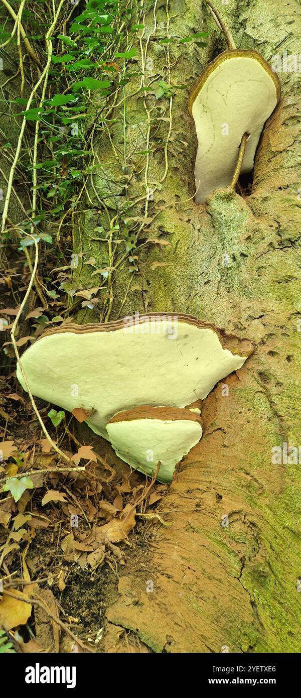 Fungo che cresce sugli alberi nel Peak District, Inghilterra nordoccidentale Foto Stock