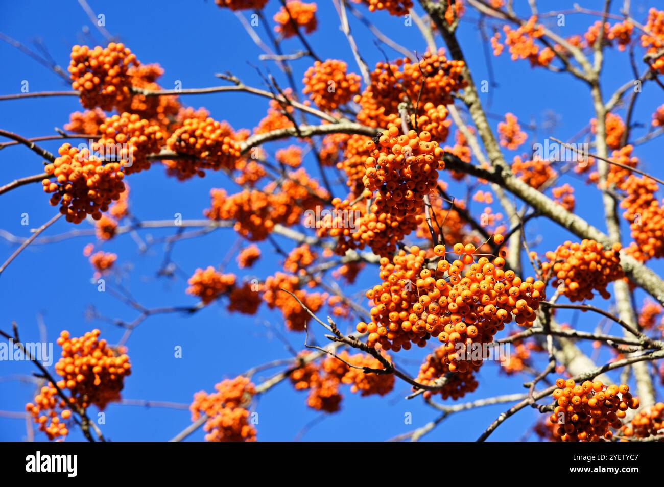 La foto cattura vivaci ammassi di bacche arancioni adagiate su un cielo azzurro. I colori brillanti creano un contrasto sorprendente tra i colori vivaci Foto Stock