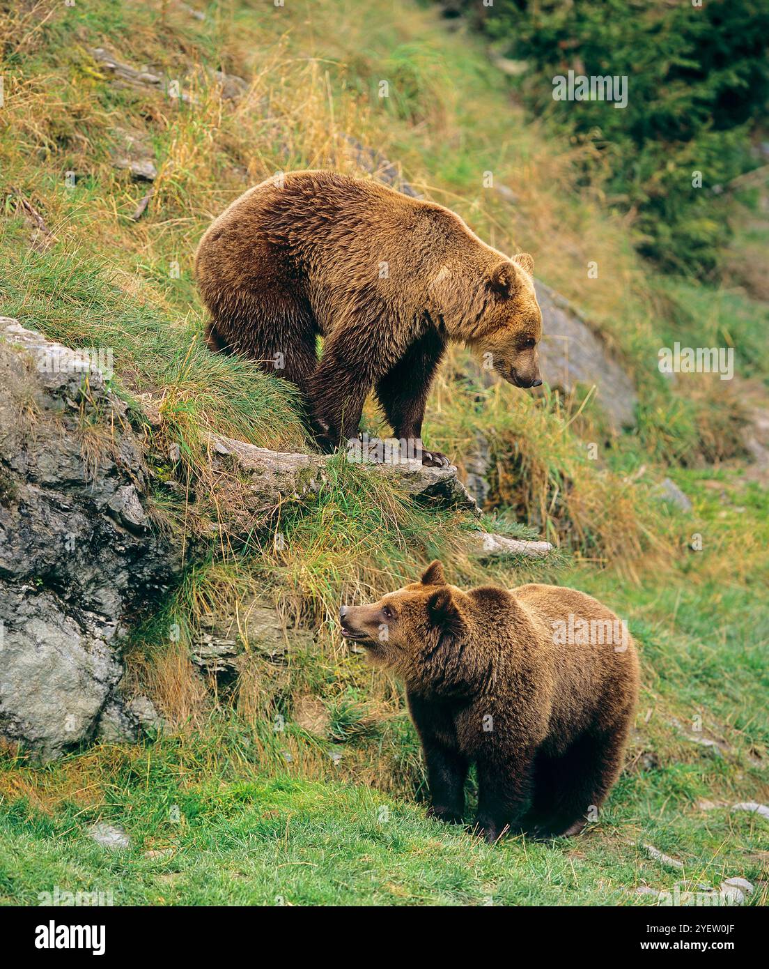 Due giovani orsi bruni europei che giocano. Ursus arctos Foresta Bavarese, Parco Nazionale, zona recintata Foto Stock