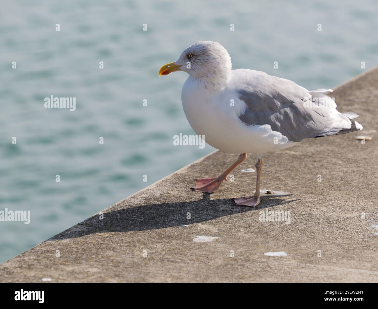 I gabbiani delle aringhe sono sul muro della banchina Foto Stock