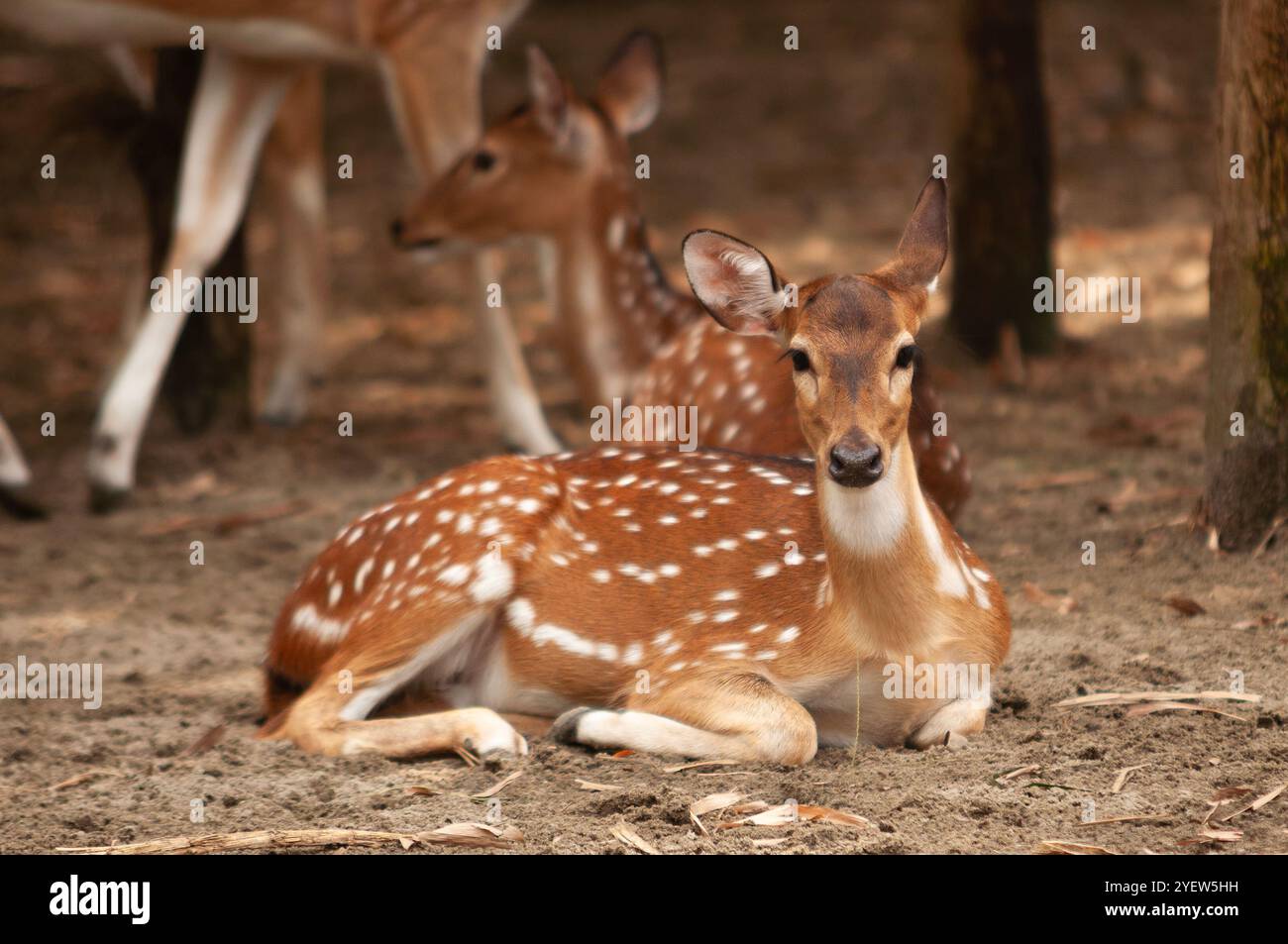 Cervi giacciono sotto l'albero, bellissime fotografie animali, fotografie naturalistiche, fotografie della giungla Foto Stock