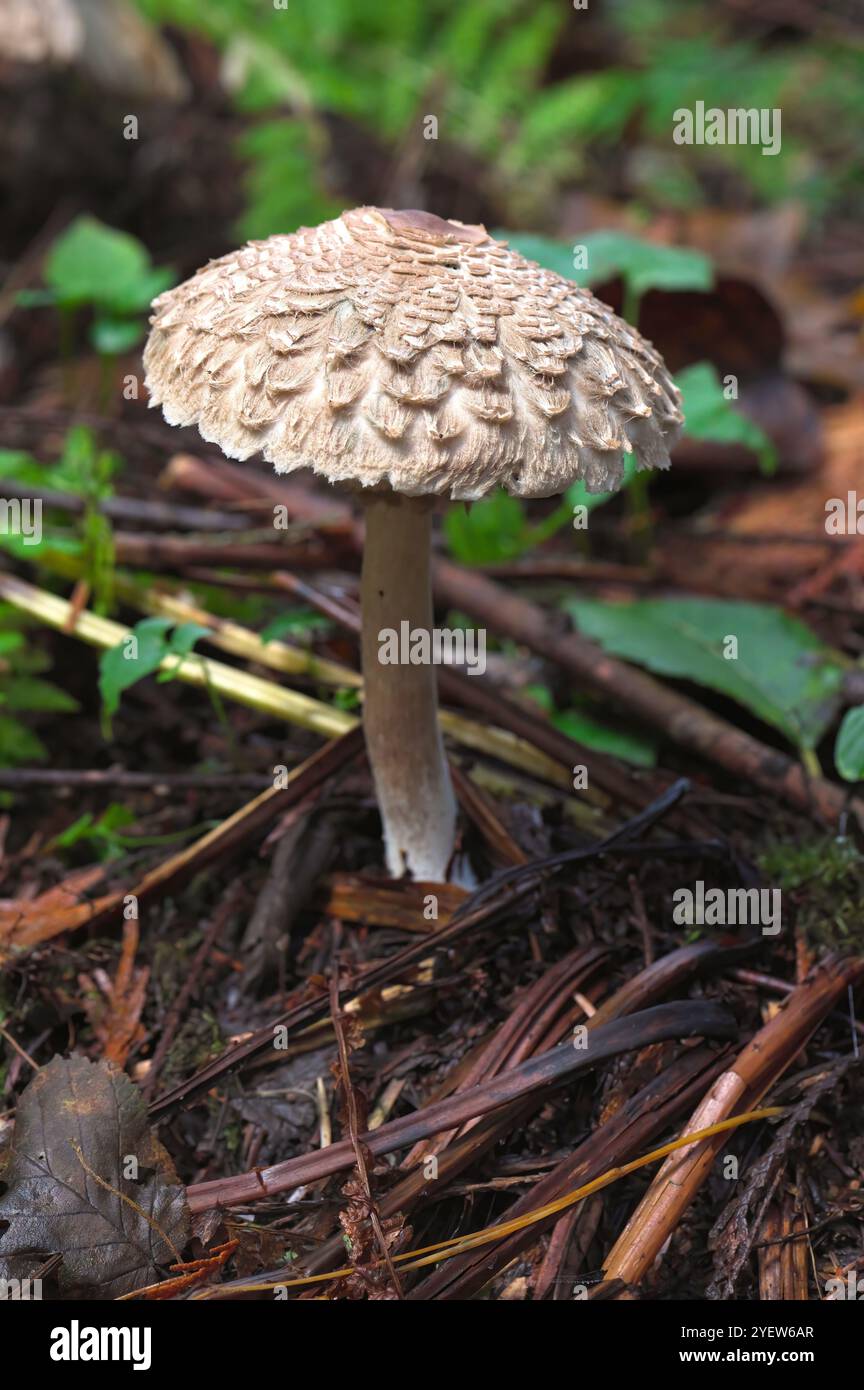Shaggy parasol funghi (Chiorophyllum rhacodes) Foto Stock