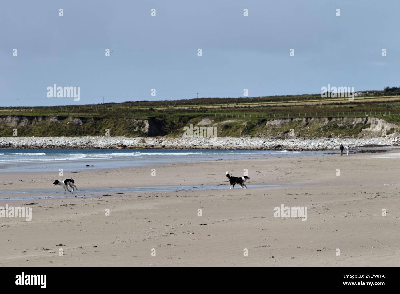 Cani che corrono e giocano sulla spiaggia di chiglia di sabbia Achill Island, contea di mayo, repubblica d'irlanda Foto Stock
