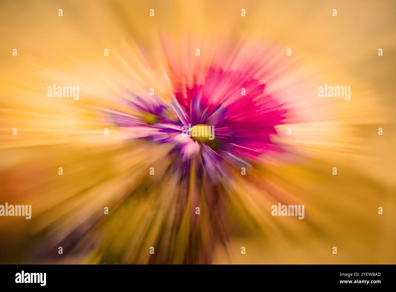 una splendida fotografia artistica di fiori vivaci e vivaci Foto Stock