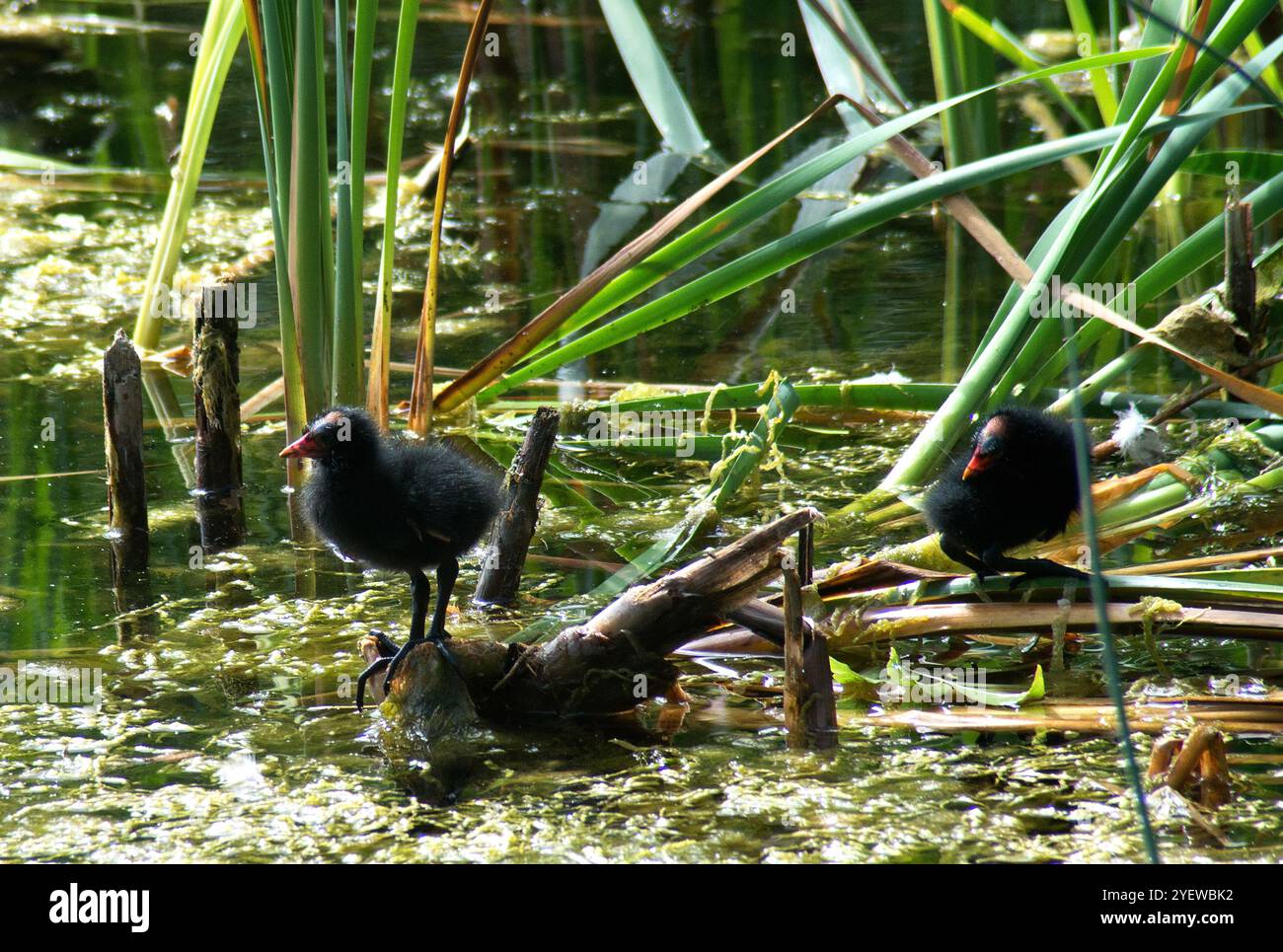 Due pulcini di ciotola in piedi su canne capovolte ben illuminate e sullo sfondo di canne verdi alte e acqua in habitat naturale Foto Stock