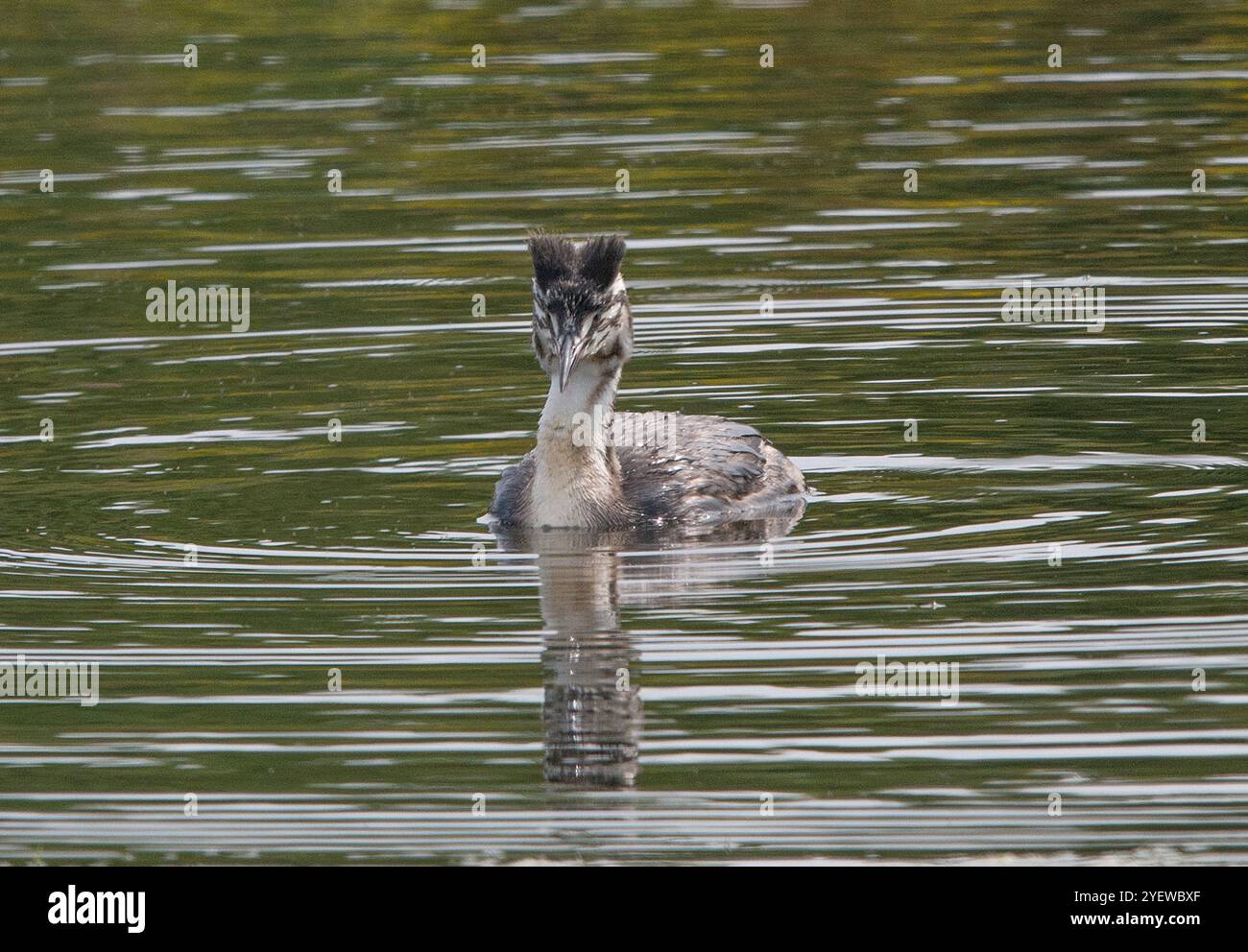 Il giovane Grebe Great Crested nuota verso l'osservatore con cresta e strisce scure sul piumaggio del collo chiaramente visibili Foto Stock