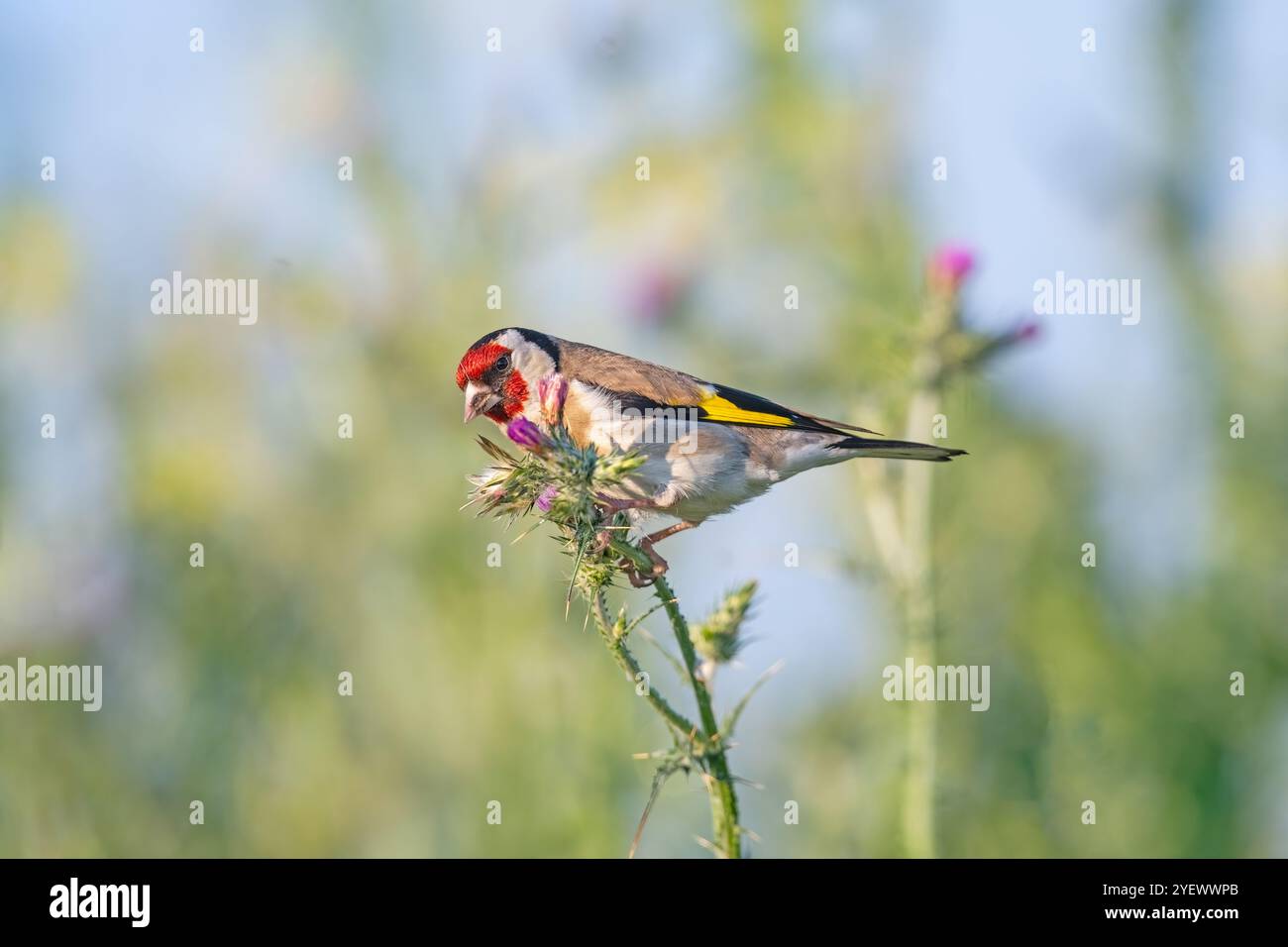 Un piccolo uccello colorato che si nutre dei semi di una pianta spinosa in primavera. Sfondo sfocato. goldfinch europeo, Carduelis carduelis. Foto Stock