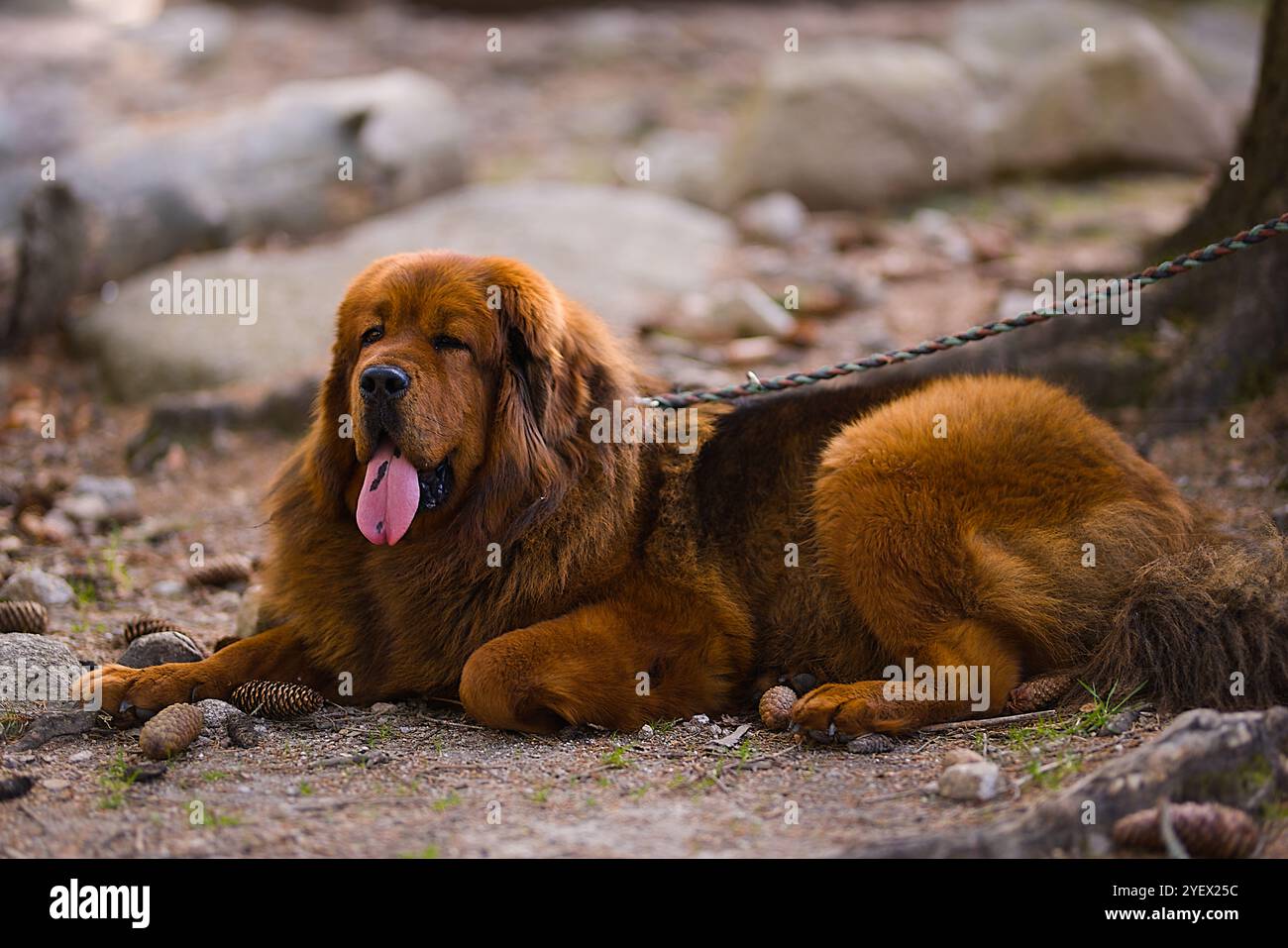 Un profondo mastino tibetano rivestito di rosso giace nel bosco, la sua morbida pelliccia che contrasta con il verde degli alberi, creando un ambiente sereno e naturale. Foto Stock