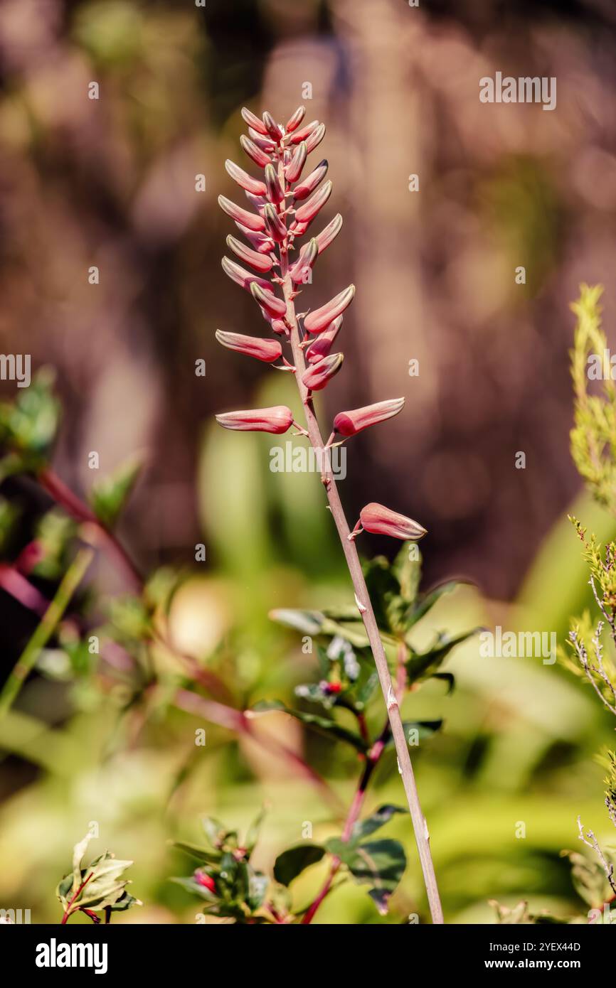 Fotografia ravvicinata di alcuni fiori e gemme di una pianta succulenta di aloe greatheadii, catturata in un giardino vicino alla città coloniale di Villa de Leyva. Foto Stock