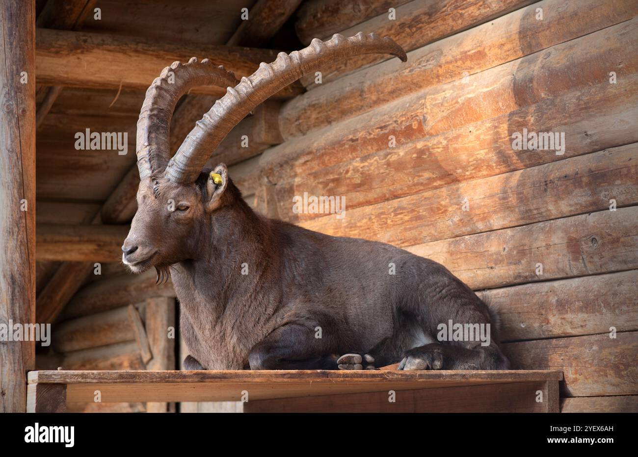 Primo piano di un maestoso stambecco alpino con grandi corna ricurve, appoggiato su una piattaforma di legno in un rifugio rustico. I robusti tronchi di legno e i setti naturali Foto Stock
