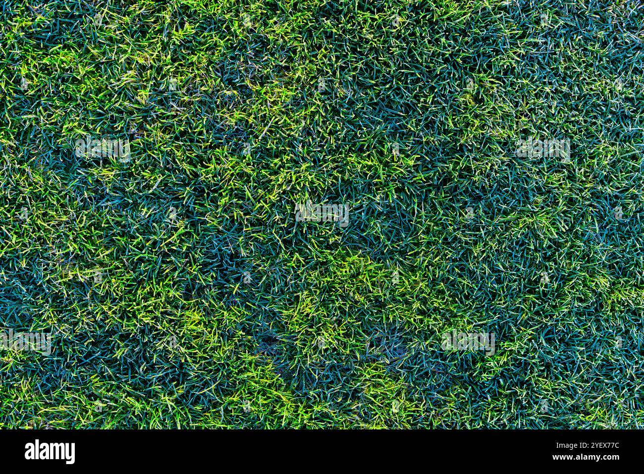 prato verde ricoperto da una consistenza hoarfrost mattutina Foto Stock