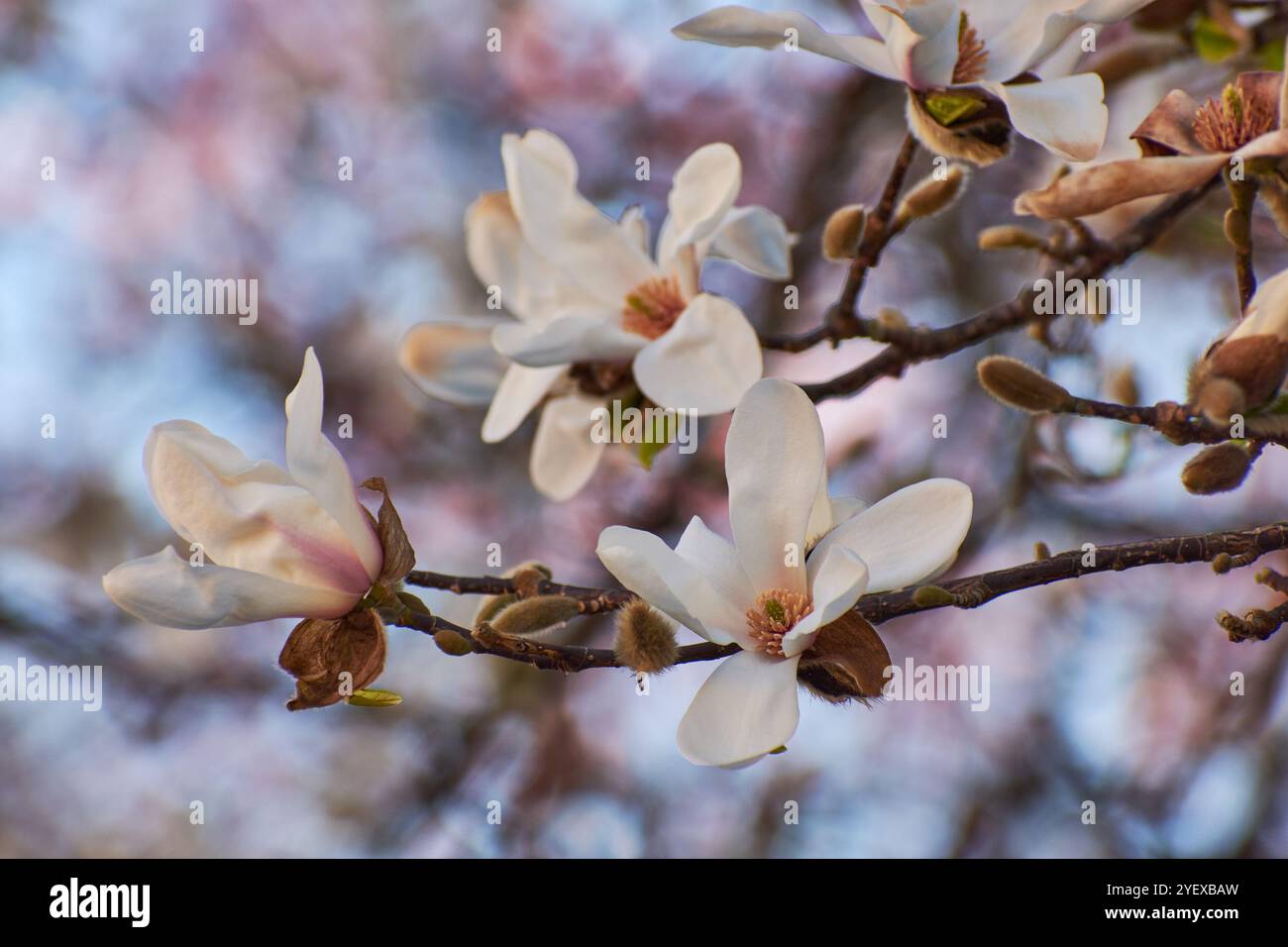 Fiore di Magnolia che fiorisce in primavera in città Foto Stock