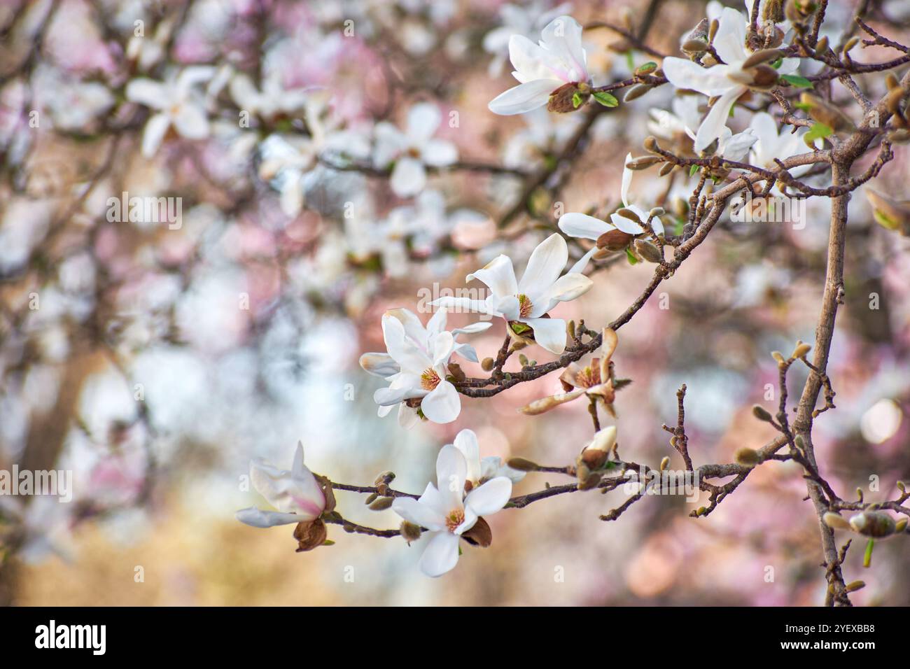 Fiore di Magnolia che fiorisce in primavera in città Foto Stock