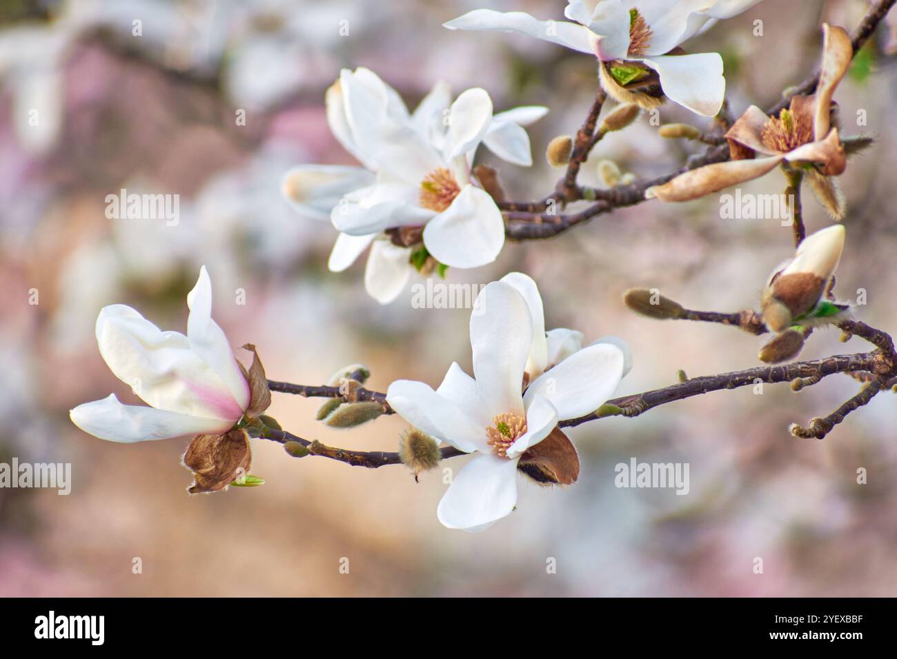 Fiore di Magnolia che fiorisce in primavera in città Foto Stock