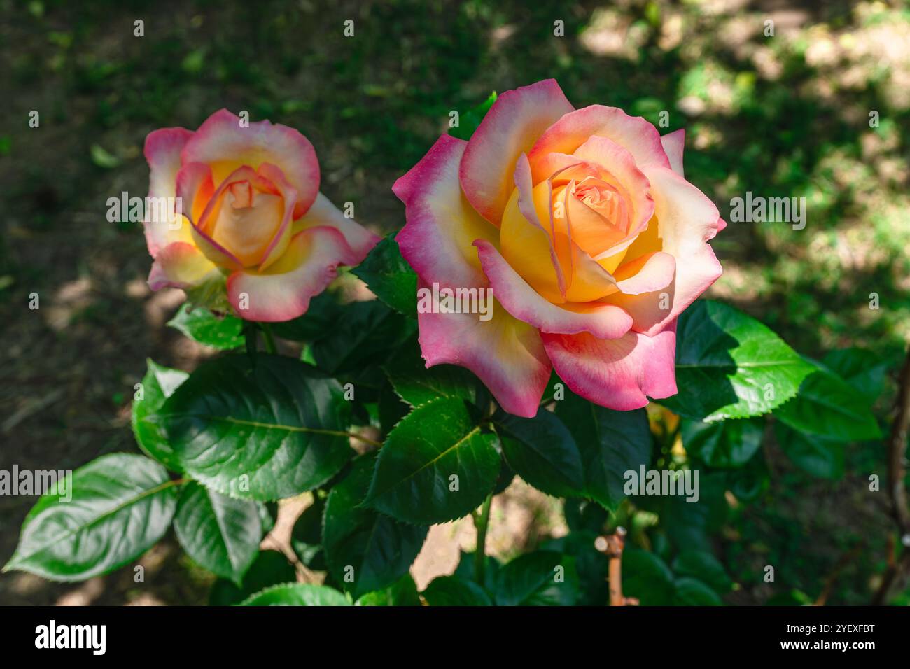 Primo piano di un bellissimo cespuglio di rose che fiorisce in un giardino con luce solare soffusa che mette in risalto i suoi delicati colori rosa, arancione e giallo. Foto Stock