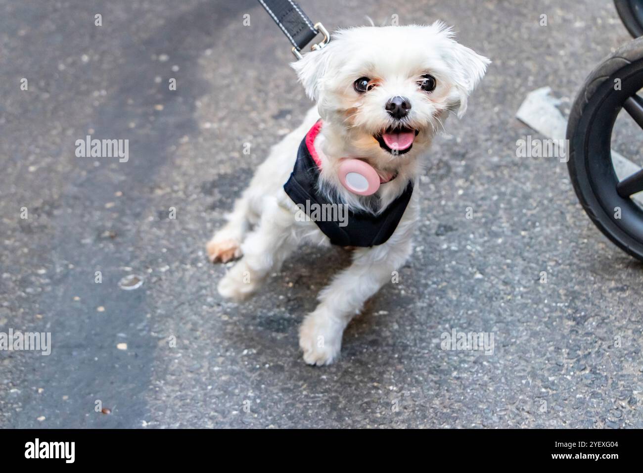 Un simpatico cane vestito con divertenti passeggiate in costume, un vivace evento all'aperto o una sfilata di cani, catturando l'atmosfera festosa Foto Stock
