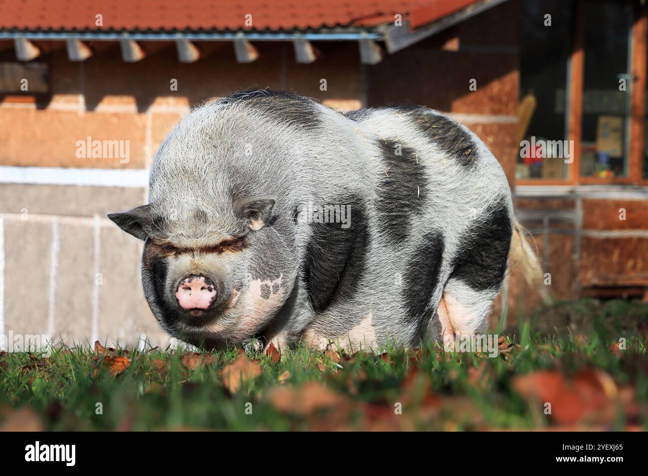 Un maiale dall'aspetto malefico con panciotto e punti Foto Stock