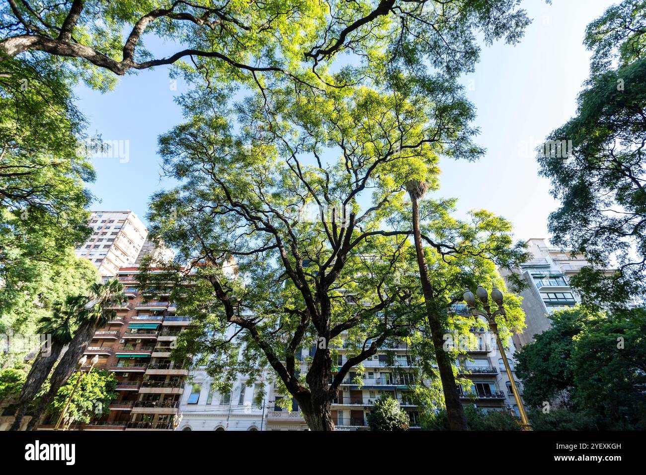 Alberi con facciata sullo sfondo in Piazza Vicente Lopez. La Recoleta, Buenos Aires, Argentina Foto Stock