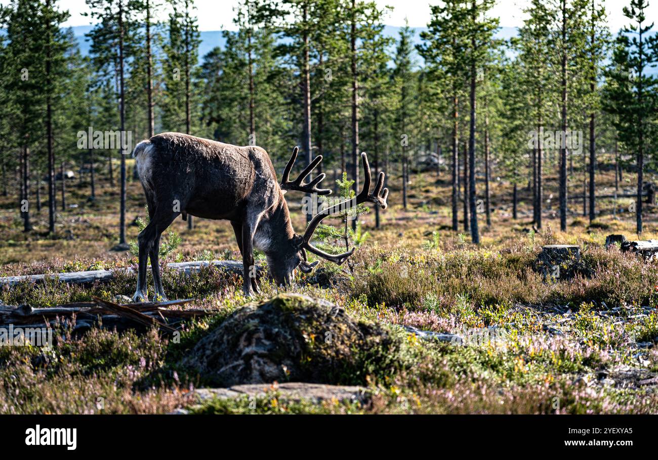 Le renne di Bull Mountain pascolano tra la lussureggiante vegetazione di una foresta boreale svedese. Rangifer tarandus tarandus nel suo habitat naturale a Idre Dalarna Foto Stock